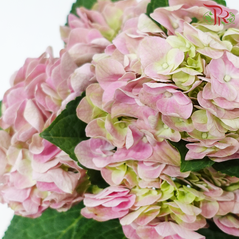 Hydrangea - Pink (Per Stem)-Pink-Kenya-prflorist.com.my
