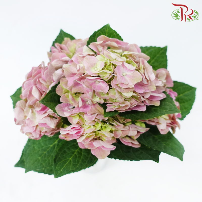 Hydrangea - Pink (Per Stem)-Pink-Kenya-prflorist.com.my