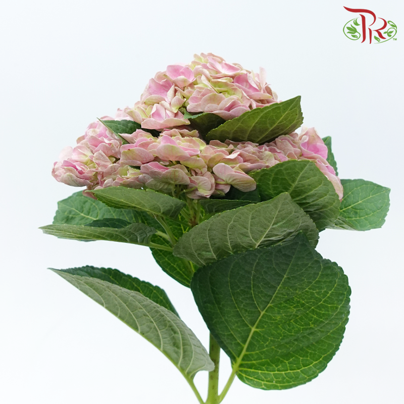 Hydrangea - Pink (Per Stem)-Pink-Kenya-prflorist.com.my