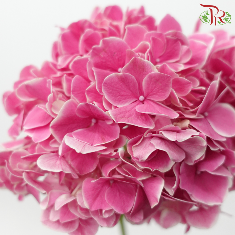 Hydrangea - Pink With Outline (Per Stem)-Pink-Netherland-prflorist.com.my
