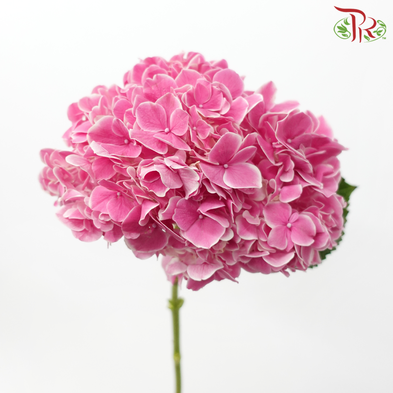 Hydrangea - Pink With Outline (Per Stem)-Pink-Netherland-prflorist.com.my