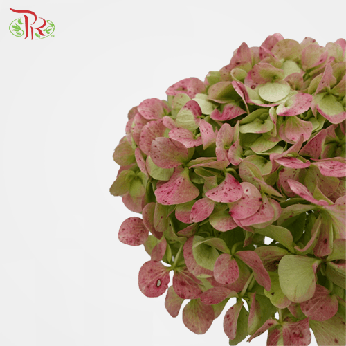 Hydrangea - Pinkish Green (Per Stem)-Green-New Zealand-prflorist.com.my