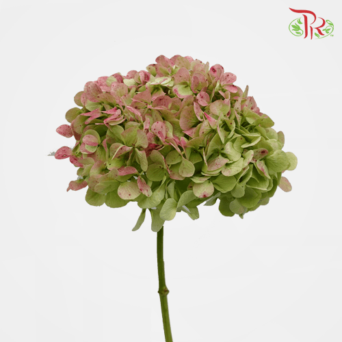 Hydrangea - Pinkish Green (Per Stem)-Green-New Zealand-prflorist.com.my