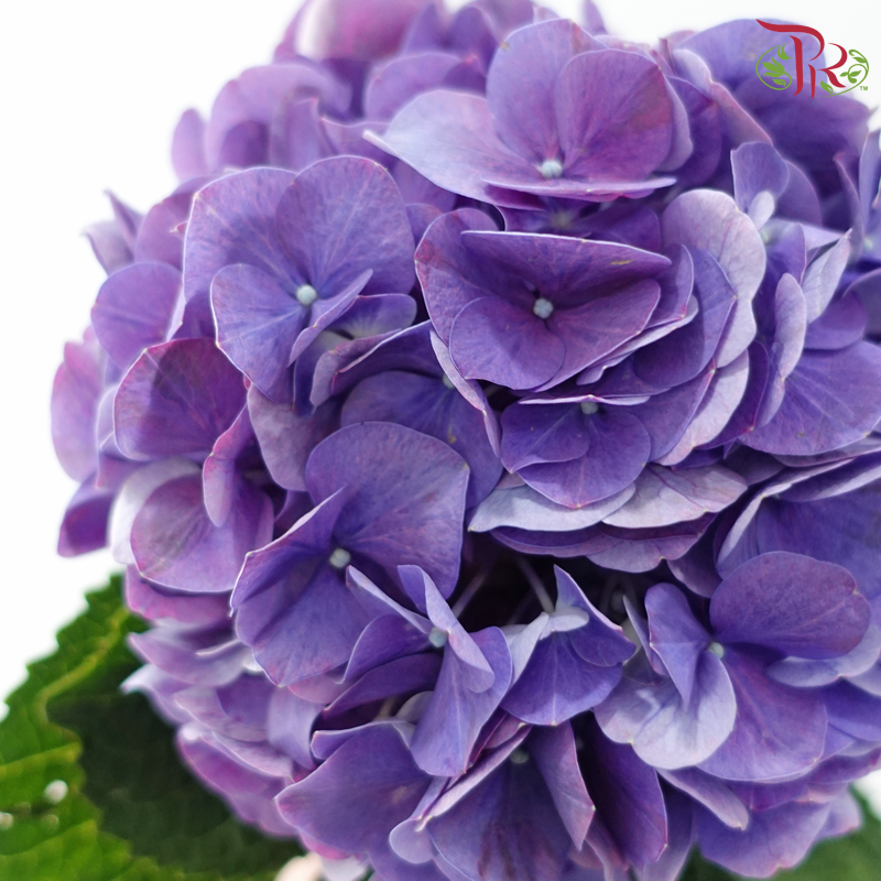 Hydrangea - Purple (Per Stem)-Purple-China-prflorist.com.my