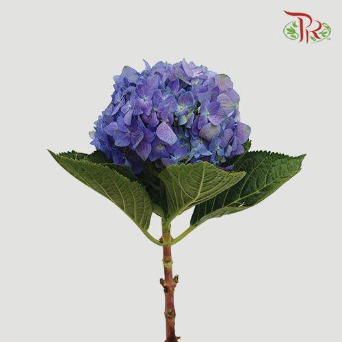 Hydrangea - Purple (Per Stem)-Purple-China-prflorist.com.my