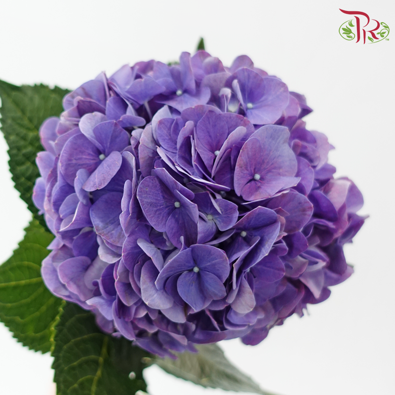 Hydrangea - Purple (Per Stem)-Purple-China-prflorist.com.my