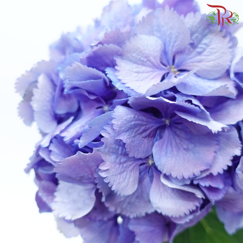 Hydrangea - Purple Shade (Per Stem)-Purple Shade-Netherland-prflorist.com.my