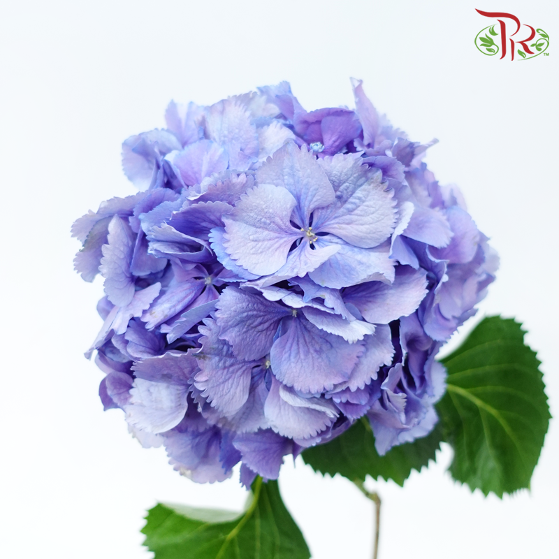 Hydrangea - Purple Shade (Per Stem)-Purple Shade-Netherland-prflorist.com.my