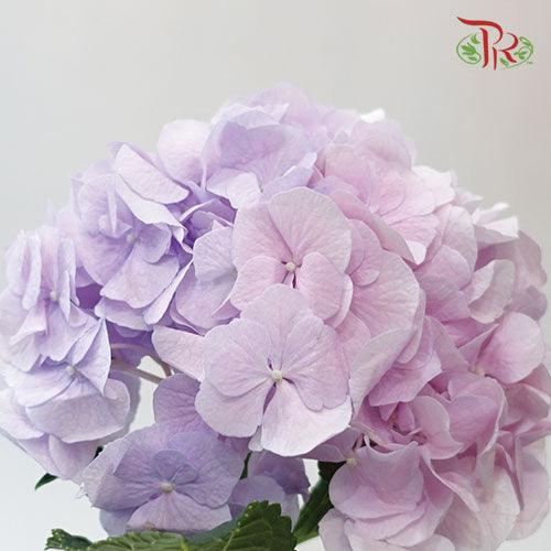 Hydrangea - Purple Tone (Per Stem)-Purple-Netherland-prflorist.com.my