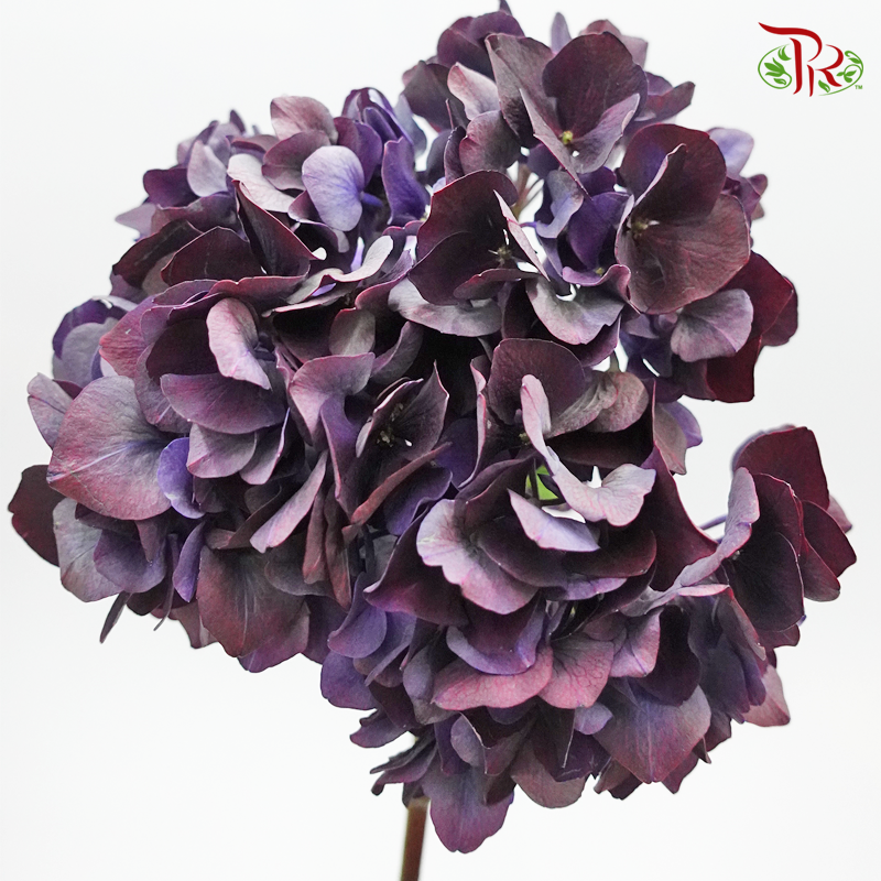 Hydrangea - Purple Wine (Per Stem)-Purple-Netherland-prflorist.com.my