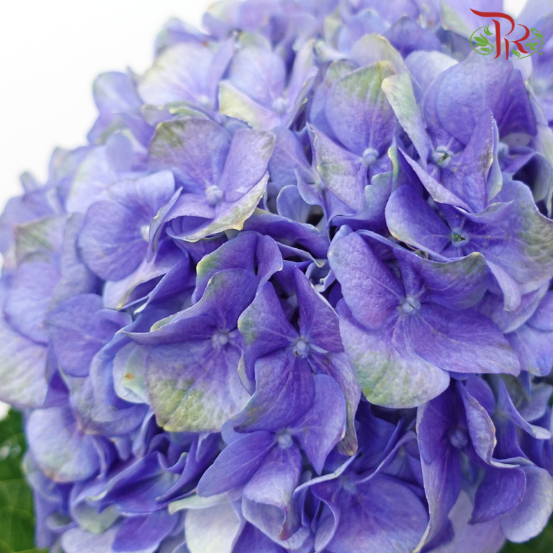 Hydrangea - Purplish Blue (Per Stem)-Purplish Blue-China-prflorist.com.my
