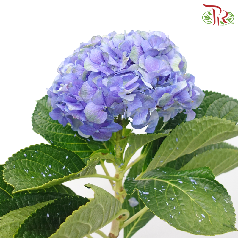 Hydrangea - Purplish Blue (Per Stem)-Purplish Blue-China-prflorist.com.my