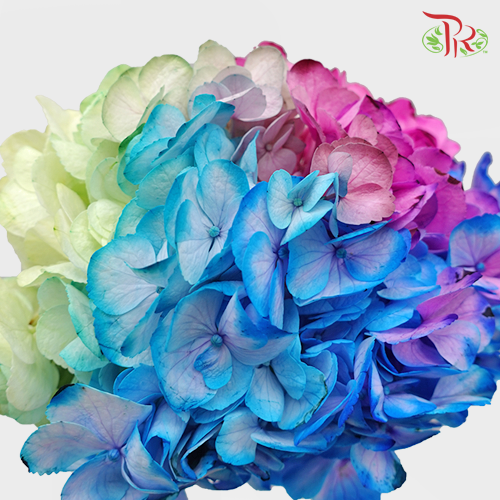 Hydrangea Rainbow - (Per Stem)-Rainbow-China-prflorist.com.my