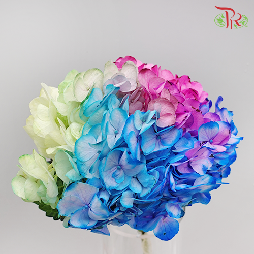 Hydrangea Rainbow - (Per Stem)-Rainbow-China-prflorist.com.my