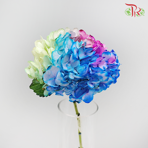 Hydrangea Rainbow - (Per Stem)-Rainbow-China-prflorist.com.my