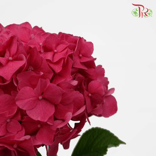 Hydrangea - Red (Per Stem)-Red-Netherland-prflorist.com.my