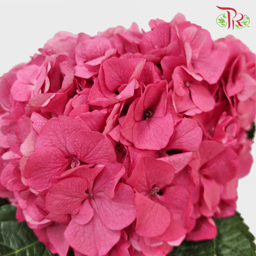 Hydrangea - Rodeo Dark Pink (Per Stem)-Pink-Netherland-prflorist.com.my