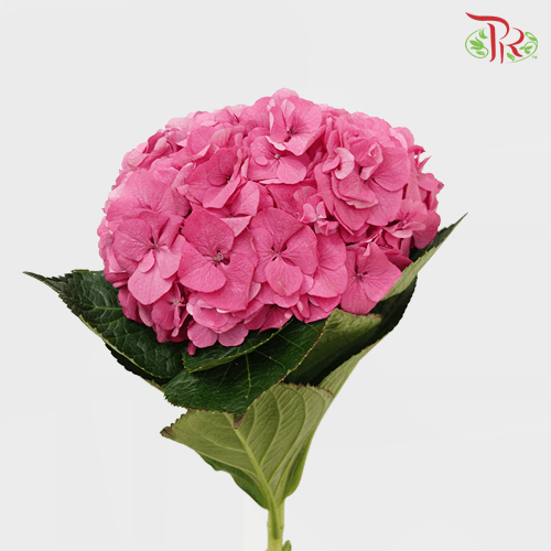 Hydrangea - Rodeo Dark Pink (Per Stem)-Pink-Netherland-prflorist.com.my