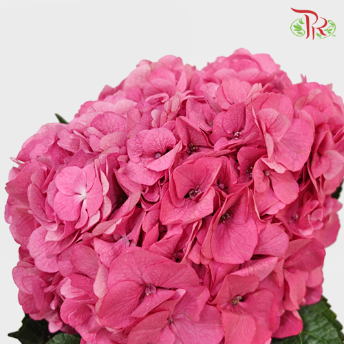 Hydrangea - Rodeo Dark Pink (Per Stem)-Pink-Netherland-prflorist.com.my