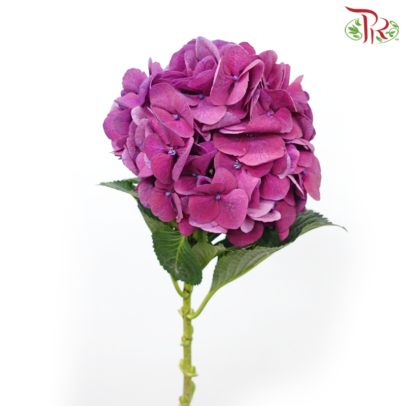 Hydrangea - Royal Opera Purple (Per Stem)-Royal Opera Purple-Netherland-prflorist.com.my