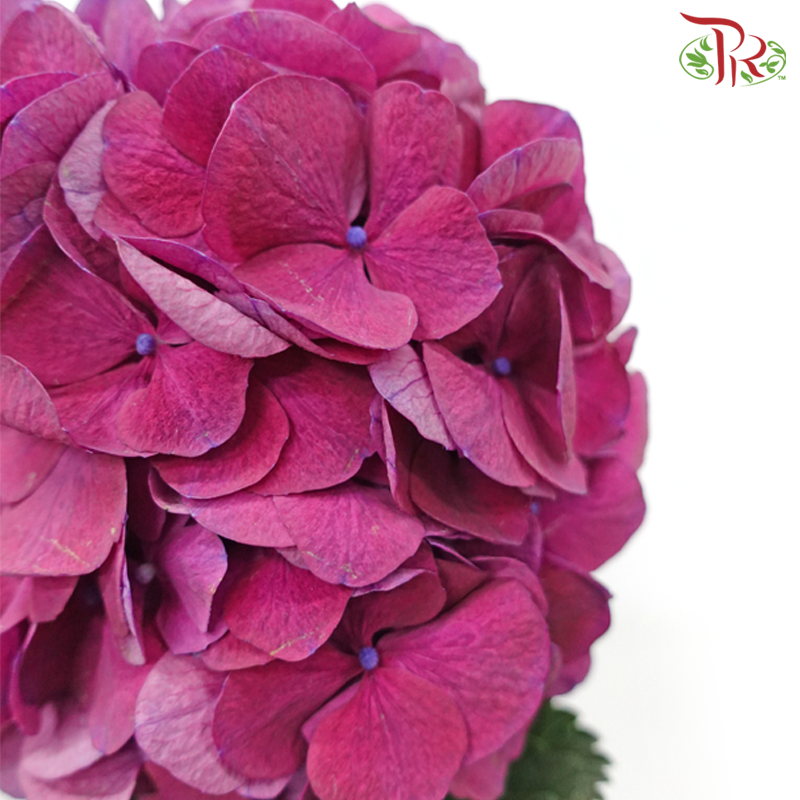 Hydrangea - Royal Opera Purple (Per Stem)-Royal Opera Purple-Netherland-prflorist.com.my