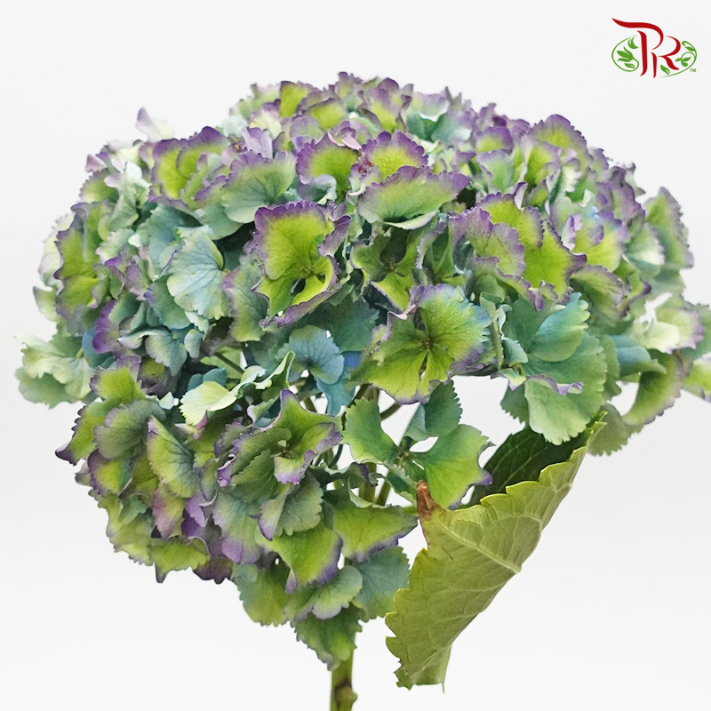 Hydrangea - Royal Parade Classic (Per Stem)-Netherland-prflorist.com.my