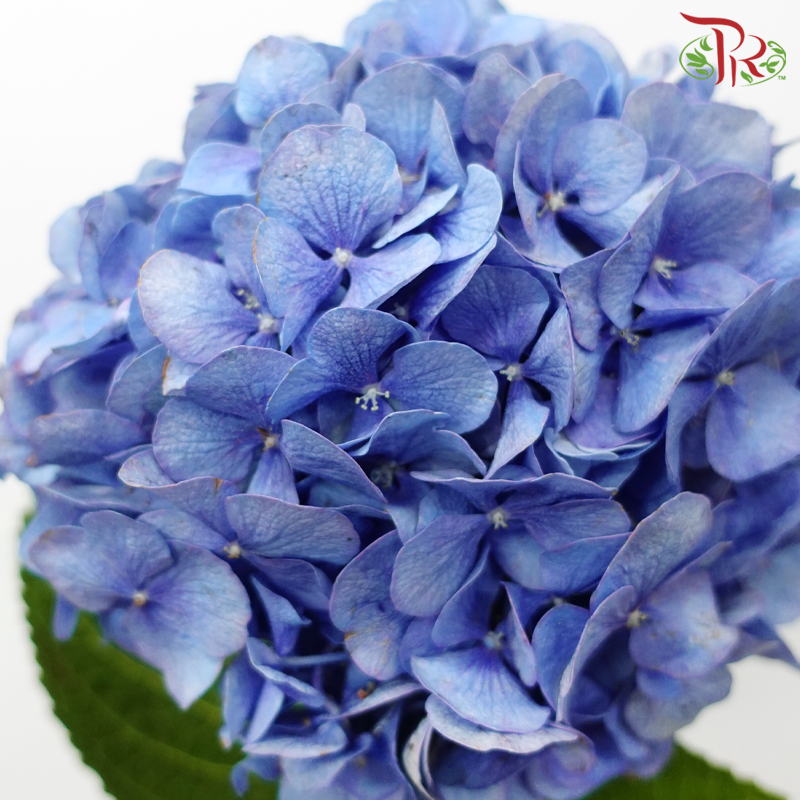 Hydrangea - Sapphire Blue (Per Stem)-Blue-Netherland-prflorist.com.my