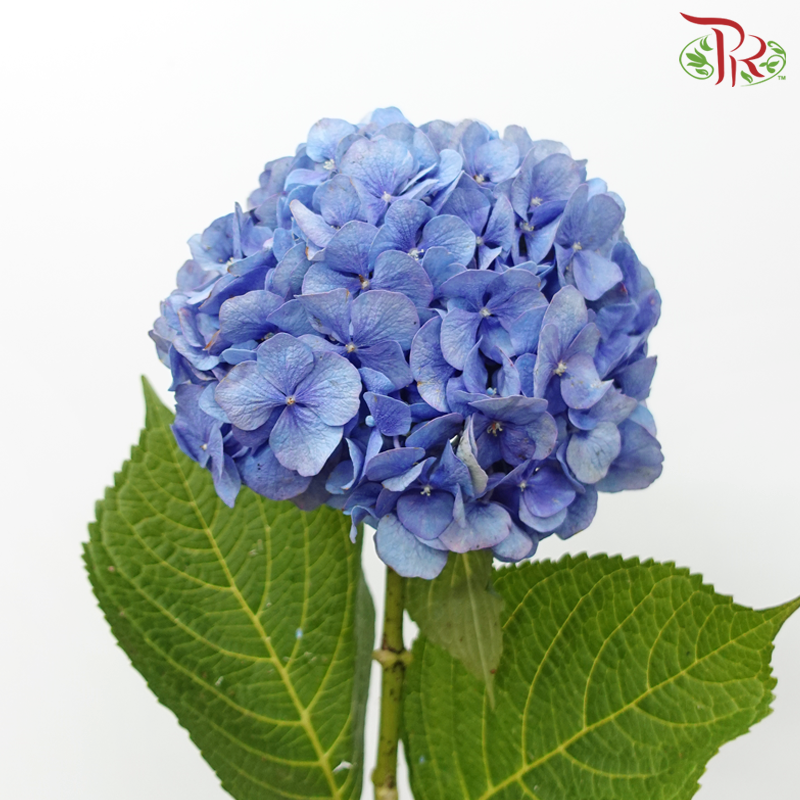 Hydrangea - Sapphire Blue (Per Stem)-Blue-Netherland-prflorist.com.my