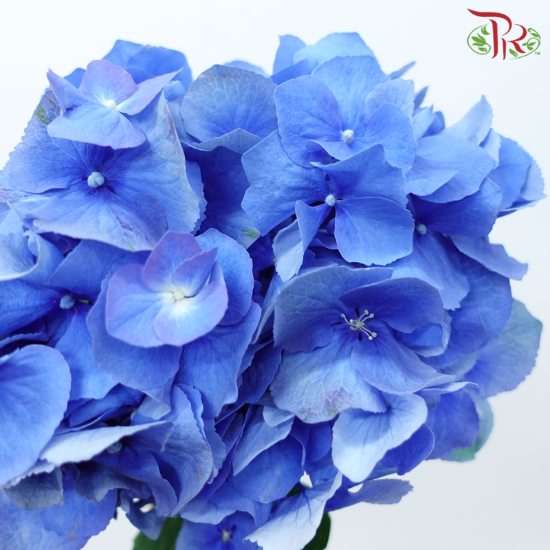 Hydrangea - Sea Blue (Per Stem)-Blue-Netherland-prflorist.com.my