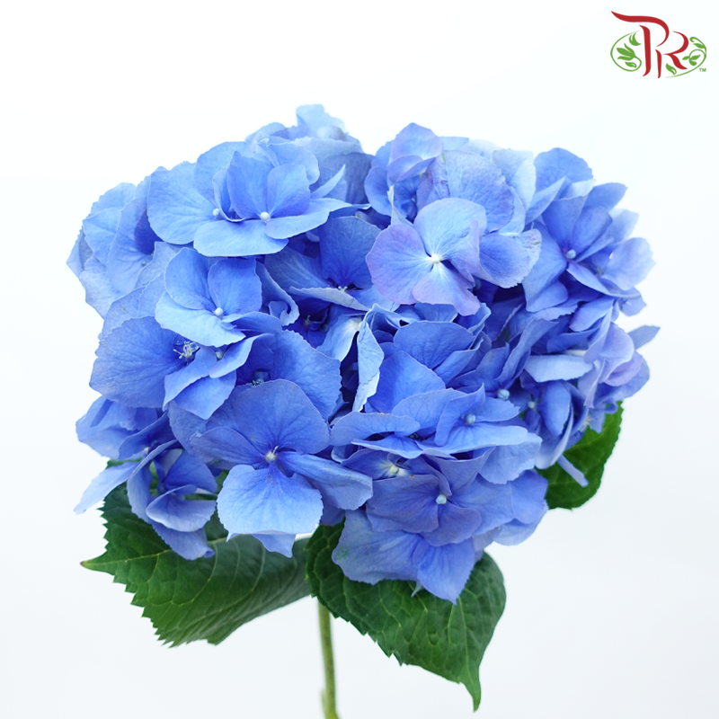 Hydrangea - Sea Blue (Per Stem)-Blue-Netherland-prflorist.com.my