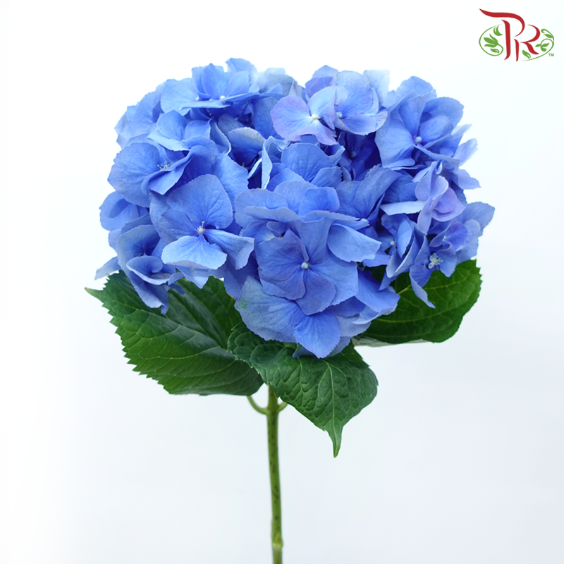 Hydrangea - Sea Blue (Per Stem)-Blue-Netherland-prflorist.com.my