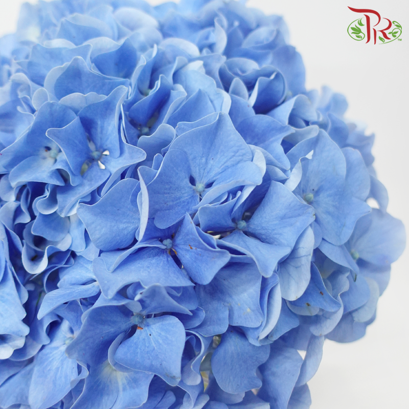 Hydrangea - Sea Blue (Per Stem)-Sea Blue-New Zealand-prflorist.com.my
