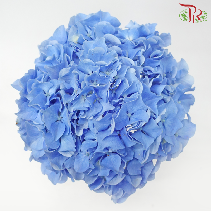 Hydrangea - Sea Blue (Per Stem)-Sea Blue-New Zealand-prflorist.com.my
