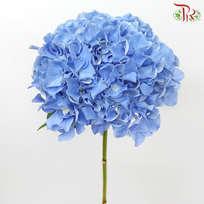 Hydrangea - Sea Blue (Per Stem)-Sea Blue-New Zealand-prflorist.com.my