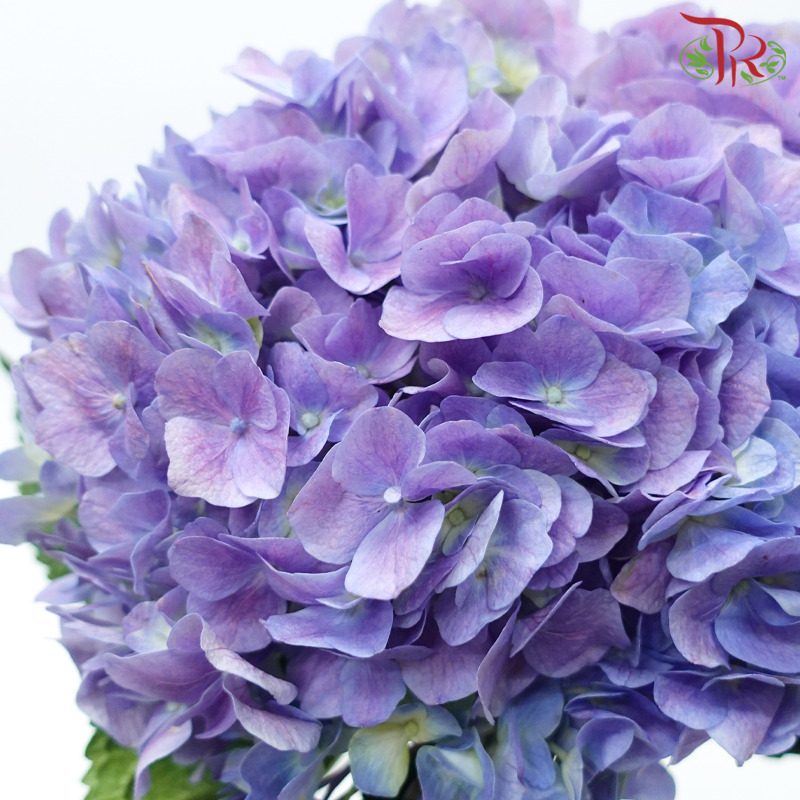 Hydrangea - Shade of Purple (Per Stem)-Shade of Purple-China-prflorist.com.my