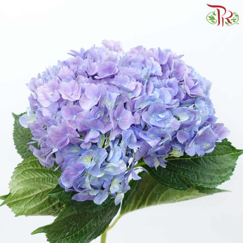 Hydrangea - Shade of Purple (Per Stem)-Shade of Purple-China-prflorist.com.my