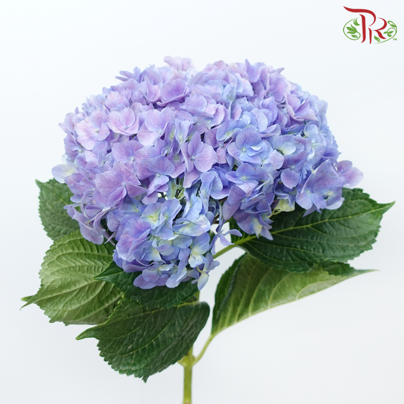Hydrangea - Shade of Purple (Per Stem)-Shade of Purple-China-prflorist.com.my
