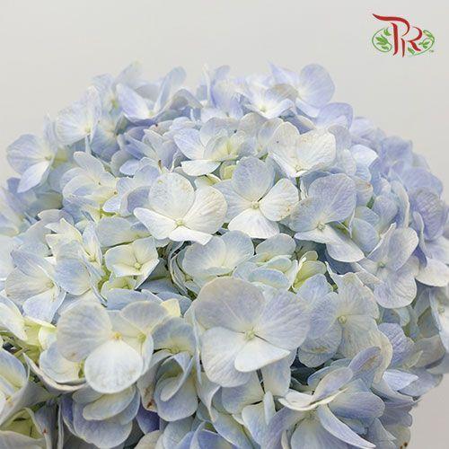 Hydrangea - Sky Blue (Per Stem)-Blue-China-prflorist.com.my