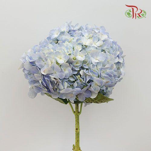 Hydrangea - Sky Blue (Per Stem)-Blue-China-prflorist.com.my