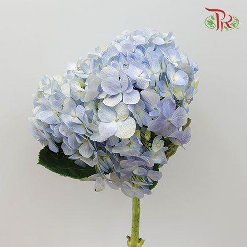 Hydrangea - Sky Blue (Per Stem)-Blue-China-prflorist.com.my