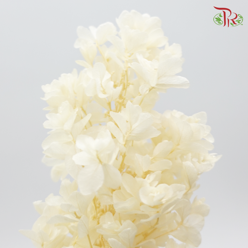 Hydrangea Snow Flake Preservative (2 stem) ( 0107-6-011 )-White-Japan-prflorist.com.my