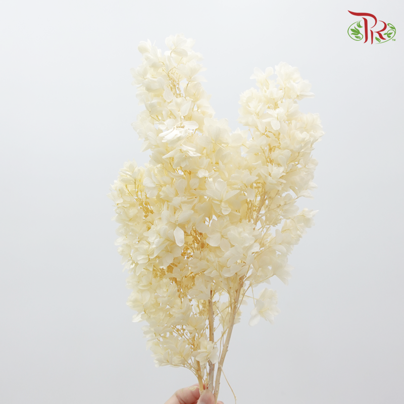 Hydrangea Snow Flake Preservative (2 stem) ( 0107-6-011 )-White-Japan-prflorist.com.my