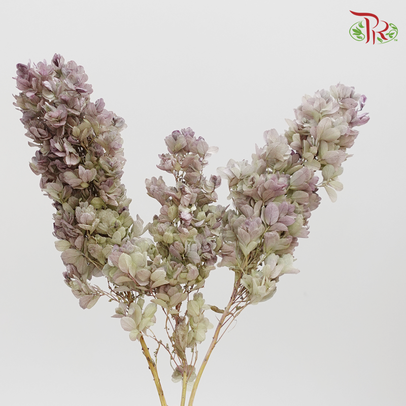 Hydrangea Snow Flake (Stem) Preservative ( 0107-6-471 )-Japan-prflorist.com.my