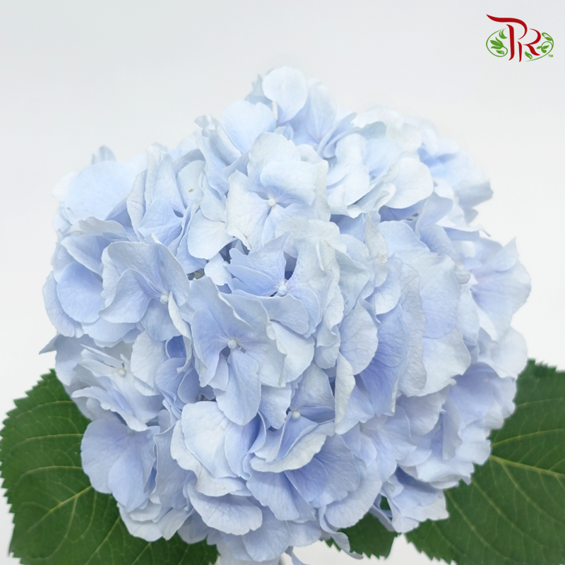 Hydrangea - Soft Cloud Blue (Per Stem)-Blue-Netherland-prflorist.com.my
