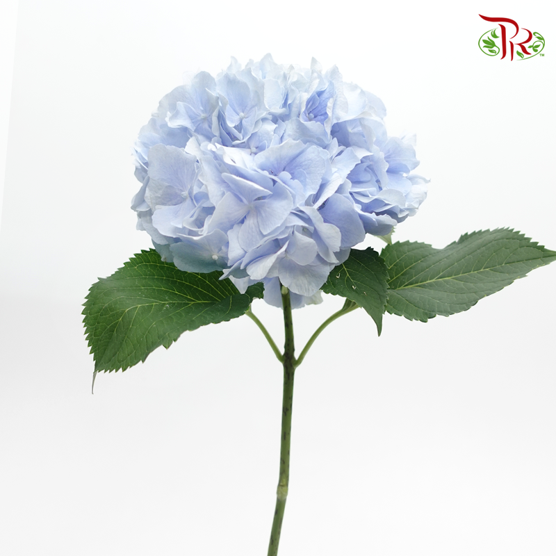 Hydrangea - Soft Cloud Blue (Per Stem)-Blue-Netherland-prflorist.com.my