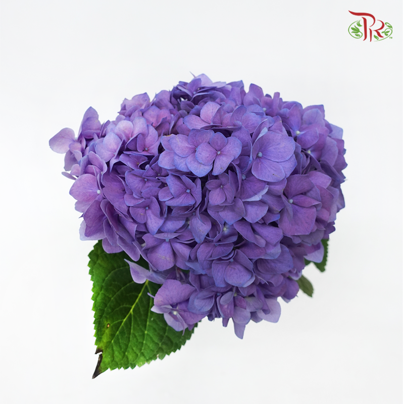 Hydrangea - Sybilla Purple (Per Stem)-Purple-Netherland-prflorist.com.my