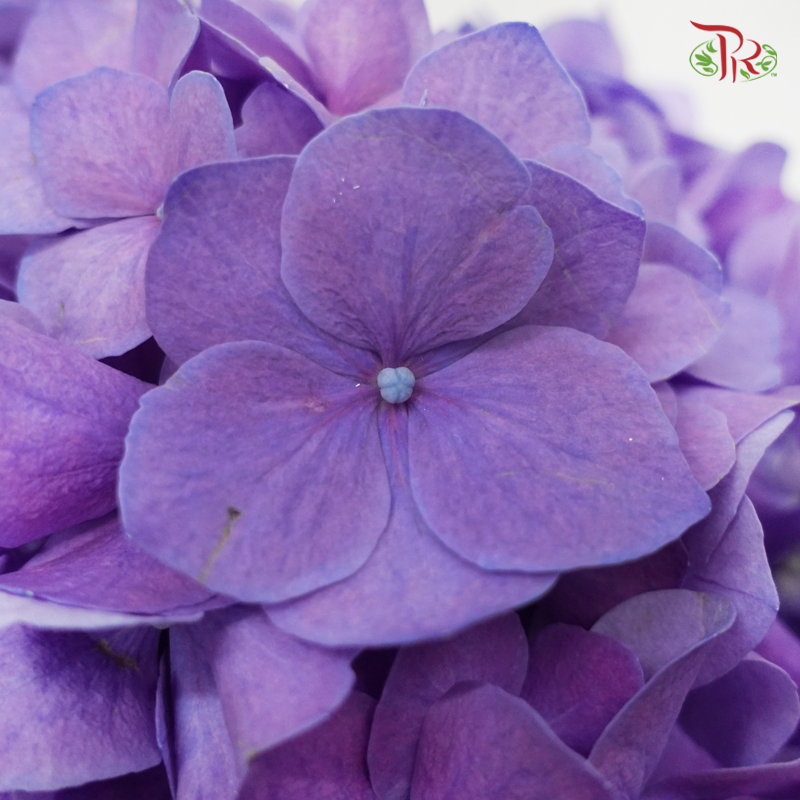 Hydrangea - Sybilla Purple (Per Stem)-Purple-Netherland-prflorist.com.my