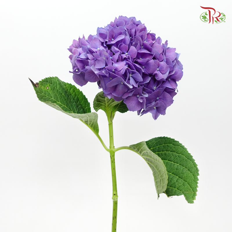 Hydrangea - Sybilla Purple (Per Stem)-Purple-Netherland-prflorist.com.my