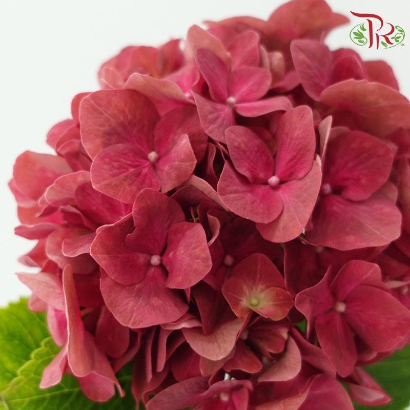 Hydrangea - Terracotta Red (Per Stem)-Red-Netherland-prflorist.com.my