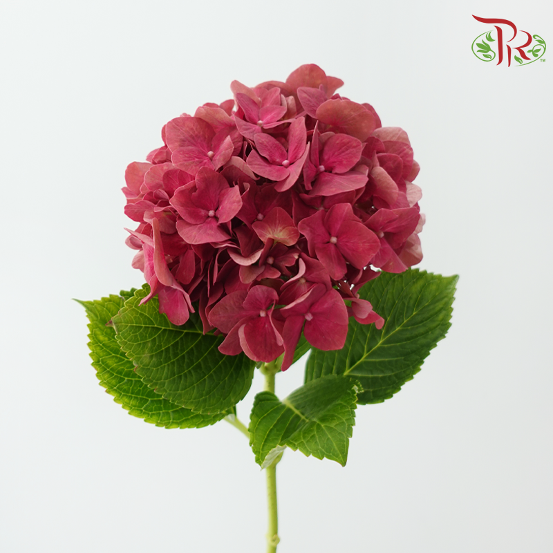 Hydrangea - Terracotta Red (Per Stem)-Red-Netherland-prflorist.com.my